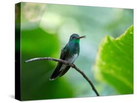 A Glittering-Throated Emerald Perching on Twig in Atlantic Rainforest, Brazil-Alex Saberi-Stretched Canvas