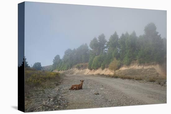 A Goat Sitting in a Road-Clive Nolan-Stretched Canvas