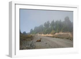 A Goat Sitting in a Road-Clive Nolan-Framed Photographic Print