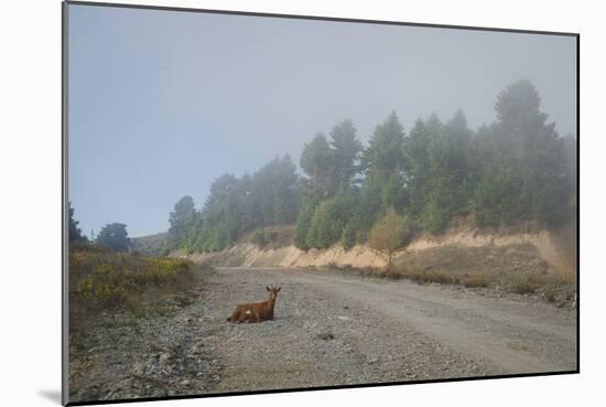 A Goat Sitting in a Road-Clive Nolan-Mounted Photographic Print