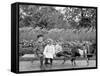 A Goat Team, Highland Park, Rochester, N.Y.-null-Framed Stretched Canvas