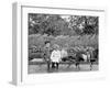 A Goat Team, Highland Park, Rochester, N.Y.-null-Framed Photo