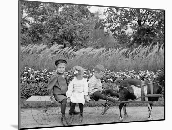 A Goat Team, Highland Park, Rochester, N.Y.-null-Mounted Photo