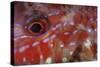 A Goatfish Shows its Nocturnal Coloration-Stocktrek Images-Stretched Canvas