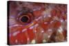 A Goatfish Shows its Nocturnal Coloration-Stocktrek Images-Stretched Canvas