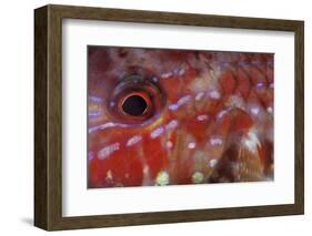 A Goatfish Shows its Nocturnal Coloration-Stocktrek Images-Framed Photographic Print