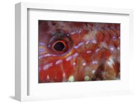 A Goatfish Shows its Nocturnal Coloration-Stocktrek Images-Framed Photographic Print