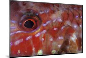 A Goatfish Shows its Nocturnal Coloration-Stocktrek Images-Mounted Photographic Print