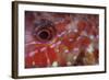 A Goatfish Shows its Nocturnal Coloration-Stocktrek Images-Framed Photographic Print