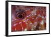 A Goatfish Shows its Nocturnal Coloration-Stocktrek Images-Framed Photographic Print