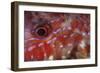 A Goatfish Shows its Nocturnal Coloration-Stocktrek Images-Framed Photographic Print