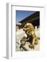 A Gold Lion Statue, Zijin Cheng, the Forbidden City Palace Museum-Christian Kober-Framed Photographic Print