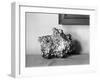 A Gold Nugget-null-Framed Photographic Print