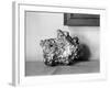 A Gold Nugget-null-Framed Photographic Print