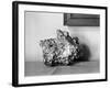 A Gold Nugget-null-Framed Photographic Print