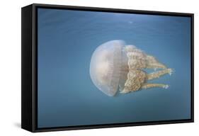 A Golden Jellyfish, Raja Ampat, Indonesia-Stocktrek Images-Framed Stretched Canvas