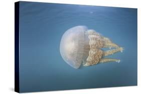 A Golden Jellyfish, Raja Ampat, Indonesia-Stocktrek Images-Stretched Canvas