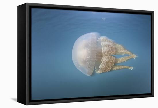 A Golden Jellyfish, Raja Ampat, Indonesia-Stocktrek Images-Framed Stretched Canvas