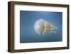 A Golden Jellyfish, Raja Ampat, Indonesia-Stocktrek Images-Framed Photographic Print