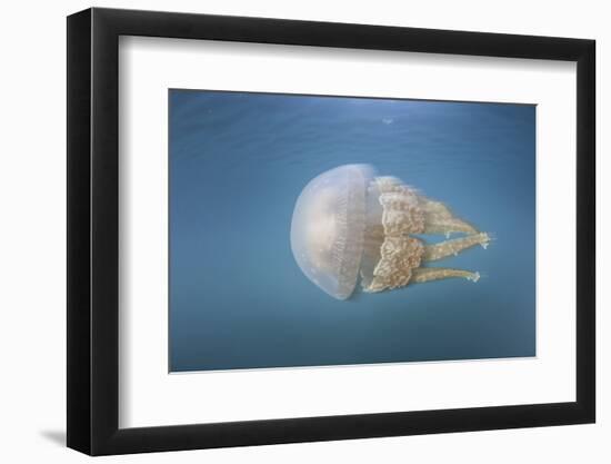 A Golden Jellyfish, Raja Ampat, Indonesia-Stocktrek Images-Framed Photographic Print