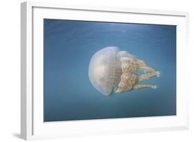 A Golden Jellyfish, Raja Ampat, Indonesia-Stocktrek Images-Framed Photographic Print