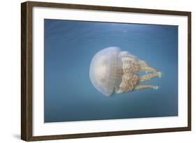 A Golden Jellyfish, Raja Ampat, Indonesia-Stocktrek Images-Framed Photographic Print