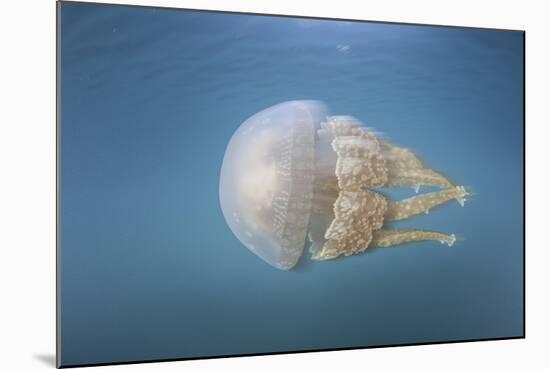 A Golden Jellyfish, Raja Ampat, Indonesia-Stocktrek Images-Mounted Photographic Print