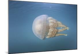 A Golden Jellyfish, Raja Ampat, Indonesia-Stocktrek Images-Mounted Photographic Print