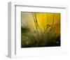 A Golden Morning Shower-null-Framed Premium Giclee Print