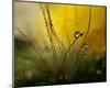 A Golden Morning Shower-null-Mounted Premium Giclee Print