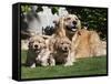 A Golden Retriever Female Lying on a Lawn with Two Puppies Running-Zandria Muench Beraldo-Framed Stretched Canvas