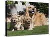 A Golden Retriever Female Lying on a Lawn with Two Puppies Running-Zandria Muench Beraldo-Stretched Canvas