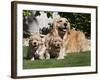 A Golden Retriever Female Lying on a Lawn with Two Puppies Running-Zandria Muench Beraldo-Framed Photographic Print