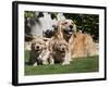 A Golden Retriever Female Lying on a Lawn with Two Puppies Running-Zandria Muench Beraldo-Framed Photographic Print