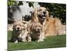 A Golden Retriever Female Lying on a Lawn with Two Puppies Running-Zandria Muench Beraldo-Mounted Photographic Print