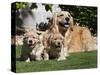 A Golden Retriever Female Lying on a Lawn with Two Puppies Running-Zandria Muench Beraldo-Stretched Canvas