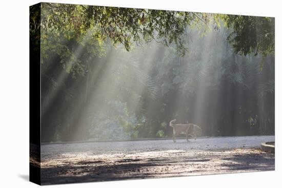 A Golden Retriever in the Early Morning Mists of Ibirapeura Park-Alex Saberi-Stretched Canvas