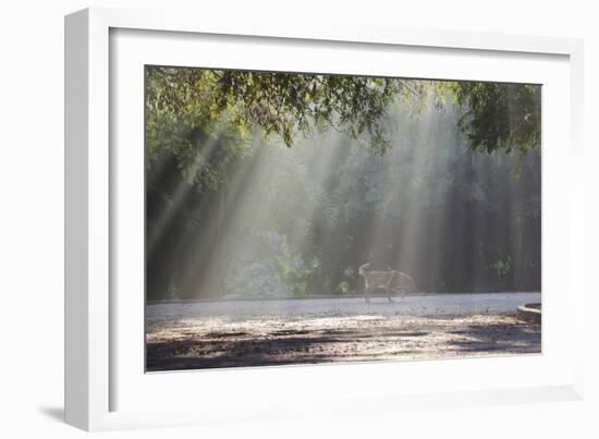 A Golden Retriever in the Early Morning Mists of Ibirapeura Park-Alex Saberi-Framed Photographic Print