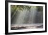 A Golden Retriever in the Early Morning Mists of Ibirapeura Park-Alex Saberi-Framed Photographic Print