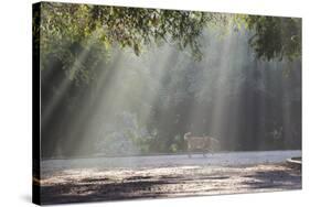 A Golden Retriever in the Early Morning Mists of Ibirapeura Park-Alex Saberi-Stretched Canvas