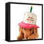 A Golden Retriever Puppy Wearing a Happy Birthday Hat-Hannamariah-Framed Stretched Canvas