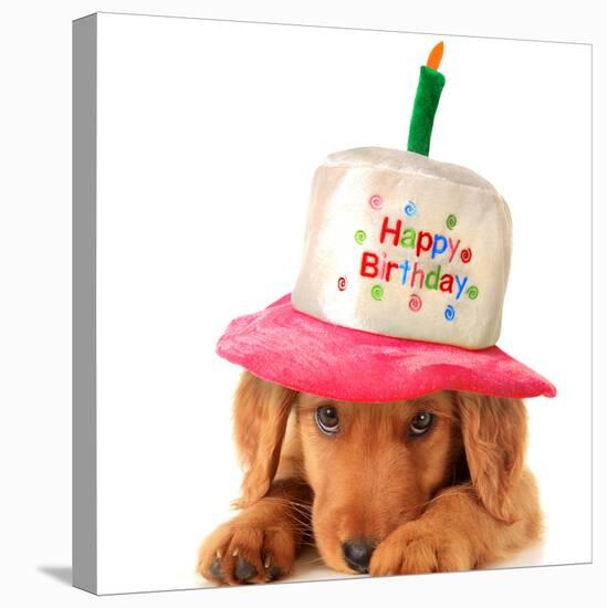 A Golden Retriever Puppy Wearing a Happy Birthday Hat-Hannamariah-Stretched Canvas