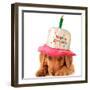 A Golden Retriever Puppy Wearing a Happy Birthday Hat-Hannamariah-Framed Photographic Print