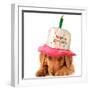 A Golden Retriever Puppy Wearing a Happy Birthday Hat-Hannamariah-Framed Photographic Print