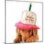 A Golden Retriever Puppy Wearing a Happy Birthday Hat-Hannamariah-Mounted Photographic Print