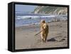 A Golden Retriever Walking with a Stick at Hendrey's Beach in Santa Barbara, California, USA-Zandria Muench Beraldo-Framed Stretched Canvas