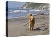 A Golden Retriever Walking with a Stick at Hendrey's Beach in Santa Barbara, California, USA-Zandria Muench Beraldo-Stretched Canvas