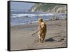 A Golden Retriever Walking with a Stick at Hendrey's Beach in Santa Barbara, California, USA-Zandria Muench Beraldo-Framed Stretched Canvas