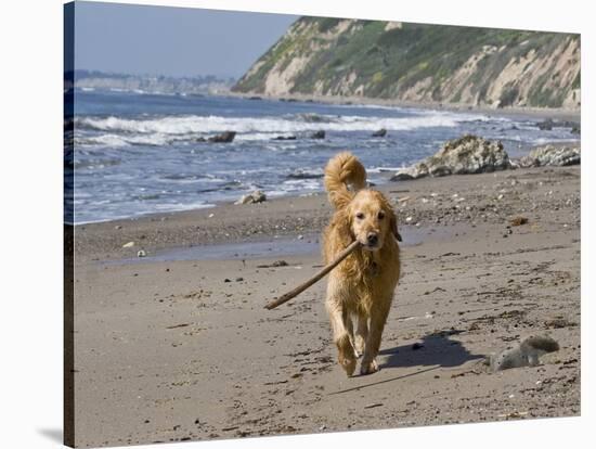 A Golden Retriever Walking with a Stick at Hendrey's Beach in Santa Barbara, California, USA-Zandria Muench Beraldo-Stretched Canvas