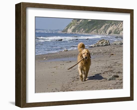 A Golden Retriever Walking with a Stick at Hendrey's Beach in Santa Barbara, California, USA-Zandria Muench Beraldo-Framed Premium Photographic Print